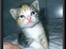 Huskat Opal  *16-04* - *NYT* 7 Maj 