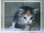 Huskat Opal  *16-04* - *NYT* 7 Maj 