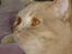 British Shorthair Kasae's Donnovan - Hej Jeg hedder Magnus