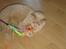 British Shorthair Kasae's Donnovan - Den dumme en, nu skal den få skal den. 