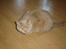 British Shorthair Kasae's Donnovan - Jeg ligger lige på lur