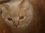British Shorthair Kasae's Donnovan - Jeg ligger lige her og er smuk