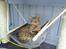Ocicat Sea Coon Andi