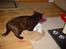 British Shorthair Kasae's Donnovan - jeg snupper lige en tår mens mor spiser, det er der ikke nogen der opdager