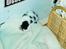 Huskat Betteski *R.I.P* - Her ligger hun helt alene , mor skulle lige have noget og spise.