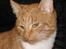 Huskat Oliver  R.I.P d.16-10-06  - Er jeg da ikke bare sød?