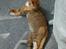 Huskat Oliver  R.I.P d.16-10-06  - Dejligt at blive vasket lidt.