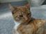 Huskat Oliver  R.I.P d.16-10-06  - Kan I da ikke lade mig være i fred?