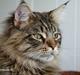 Maine Coon Oliver