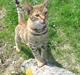 Ocicat Sea Coon Andi