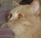 British Shorthair Kasae's Donnovan