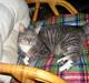 Huskat Nifling/Niffe