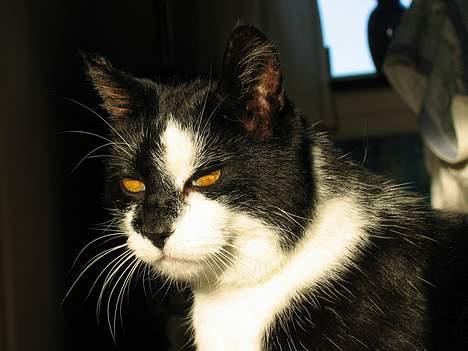 Huskat Miver billede 2