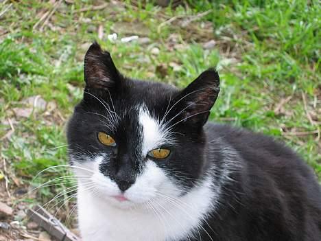 Huskat Miver billede 3