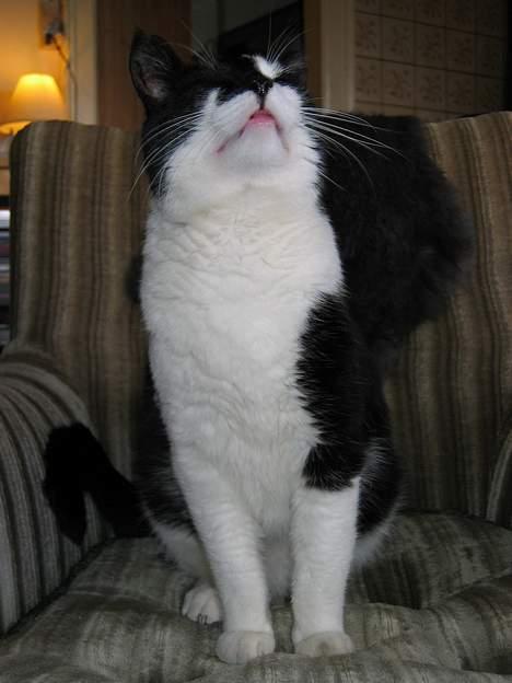 Huskat Miver billede 4