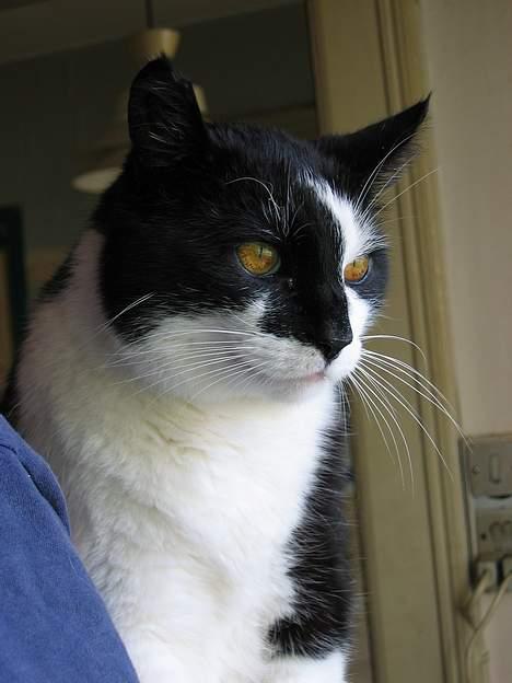 Huskat Miver billede 5