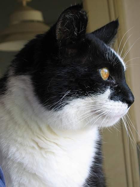 Huskat Miver billede 6