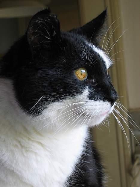 Huskat Miver billede 7