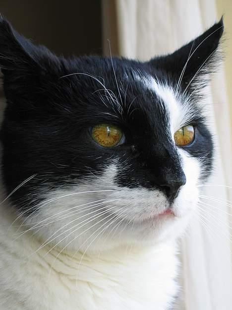 Huskat Miver billede 8