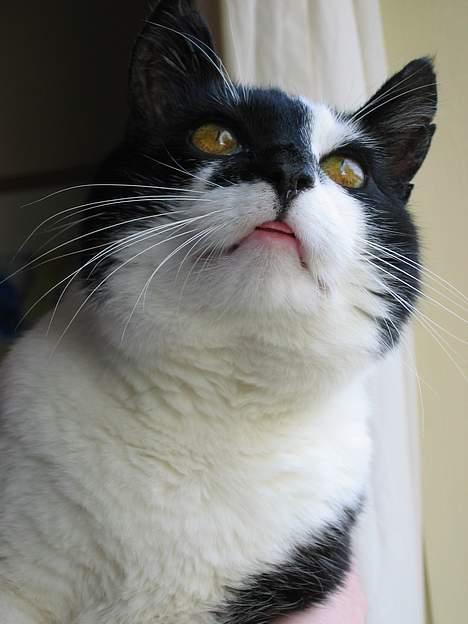 Huskat Miver billede 9