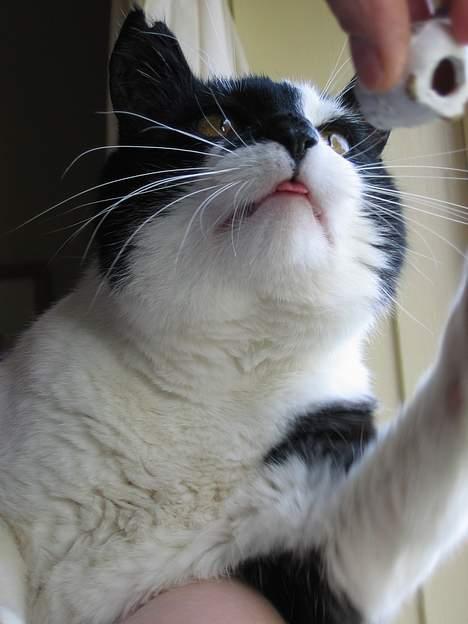 Huskat Miver billede 10