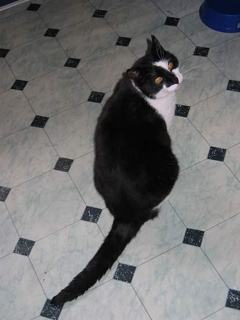 Huskat Miver billede 11