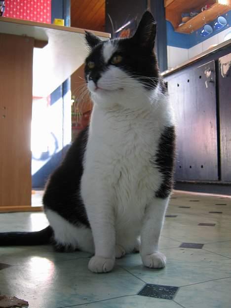 Huskat Miver billede 12