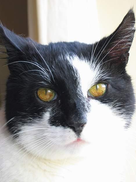 Huskat Miver billede 13