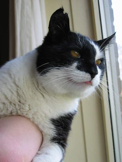 Huskat Miver billede 14