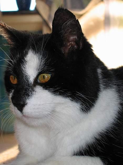 Huskat Miver billede 15