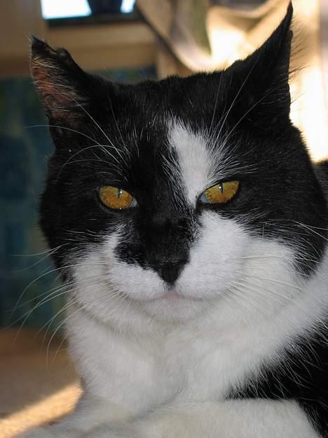 Huskat Miver billede 16