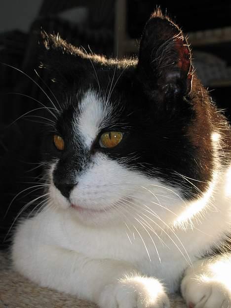 Huskat Miver billede 18