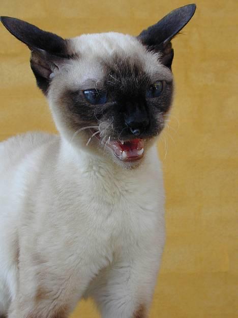 Blanding af racer Rexhåret Siameser-Bella billede 14