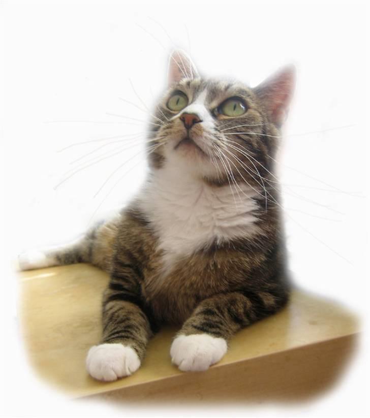 Huskat Devi - Juli 2008 - min underskønne mispige... billede 6