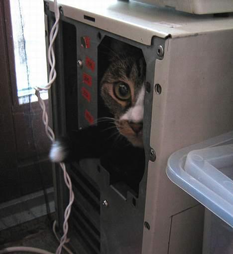 Huskat Devi - Så mor, nu har jeg sat den nye harddisk til. Var det grafikkortet der var problemer med også? billede 7