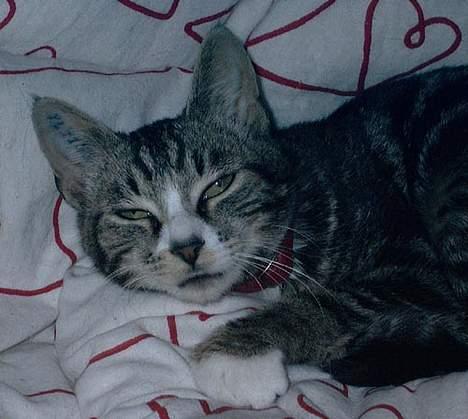 Huskat Devi - 5 måneder gammel, lige neutraliseret - og totalt væk af bedøvelse stadigvæk billede 8