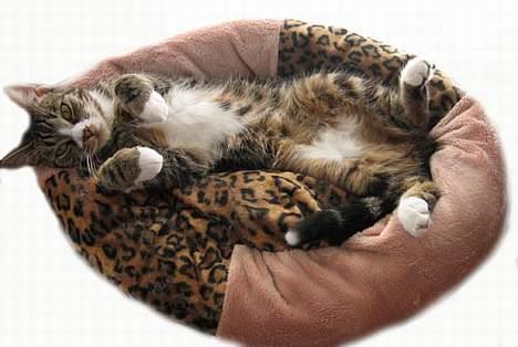 Huskat Devi - Se min fine mave med mine opdelte hvide pletter. billede 9