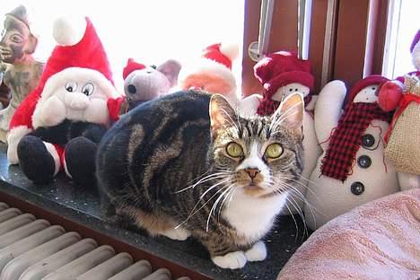 Huskat Devi - Hva´ si´r du? Er nisserne sødere end mig? Nåh, det var omvendt. Godt så. billede 10