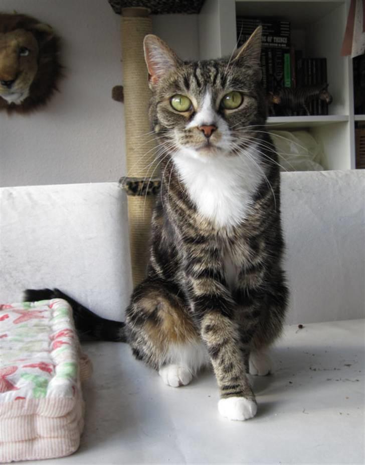 Huskat Devi billede 11