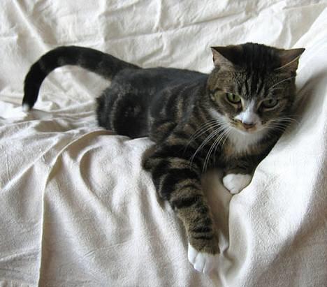 Huskat Devi - Tik - nej, du er den nu, nej du er den altså - jeg ramte dig altså lige i nødden, så du er den. billede 12