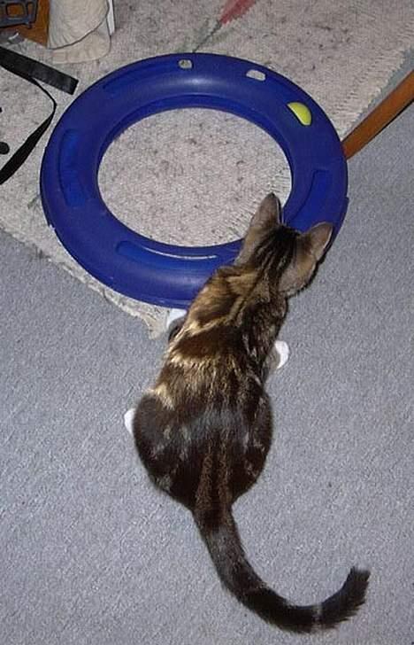 Huskat Devi - Hvorfor kan jeg ikke få fat i den bold? Det fatter jeg altså bare ikke. billede 13