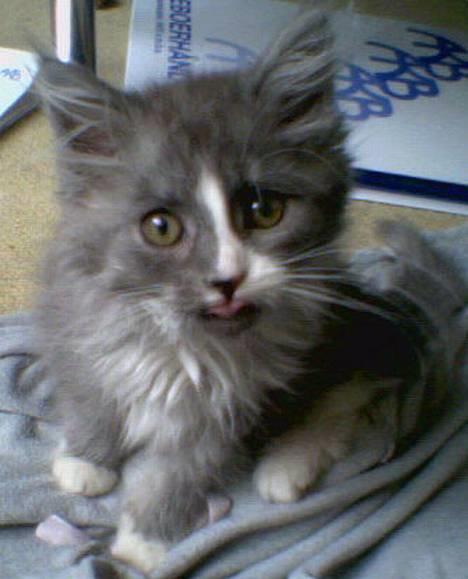 Maine Coon Queen Lazy - eehh hvá laver du?? billede 1