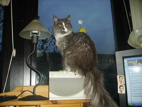 Maine Coon Queen Lazy billede 2