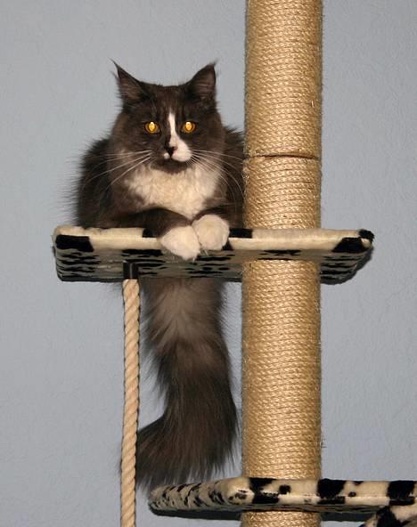 Maine Coon Queen Lazy billede 3