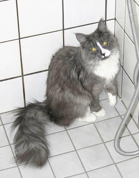 Maine Coon Queen Lazy billede 4