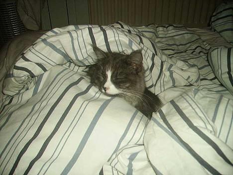 Maine Coon Queen Lazy - jeg ELSKER at sove... Zzz billede 5