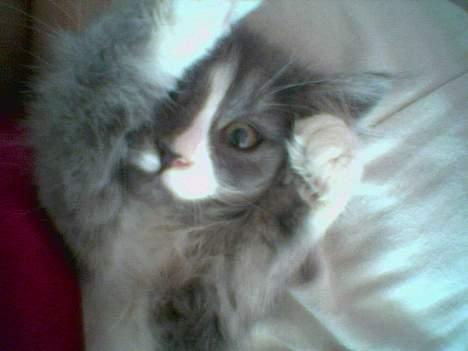 Maine Coon Queen Lazy - nøøj det kamera ser spændene ud billede 6