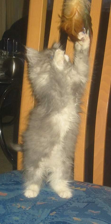 Maine Coon Queen Lazy - jaahh min yndlings fjer billede 7