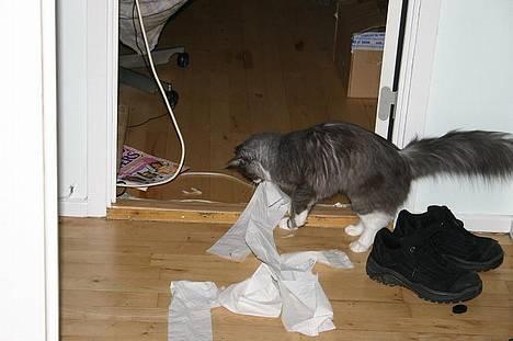 Maine Coon Queen Lazy - taget på fersk gerning billede 8