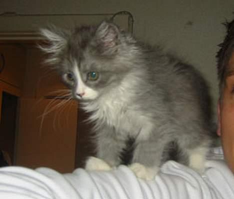 Maine Coon Queen Lazy - ja jeg er det stadig billede 9